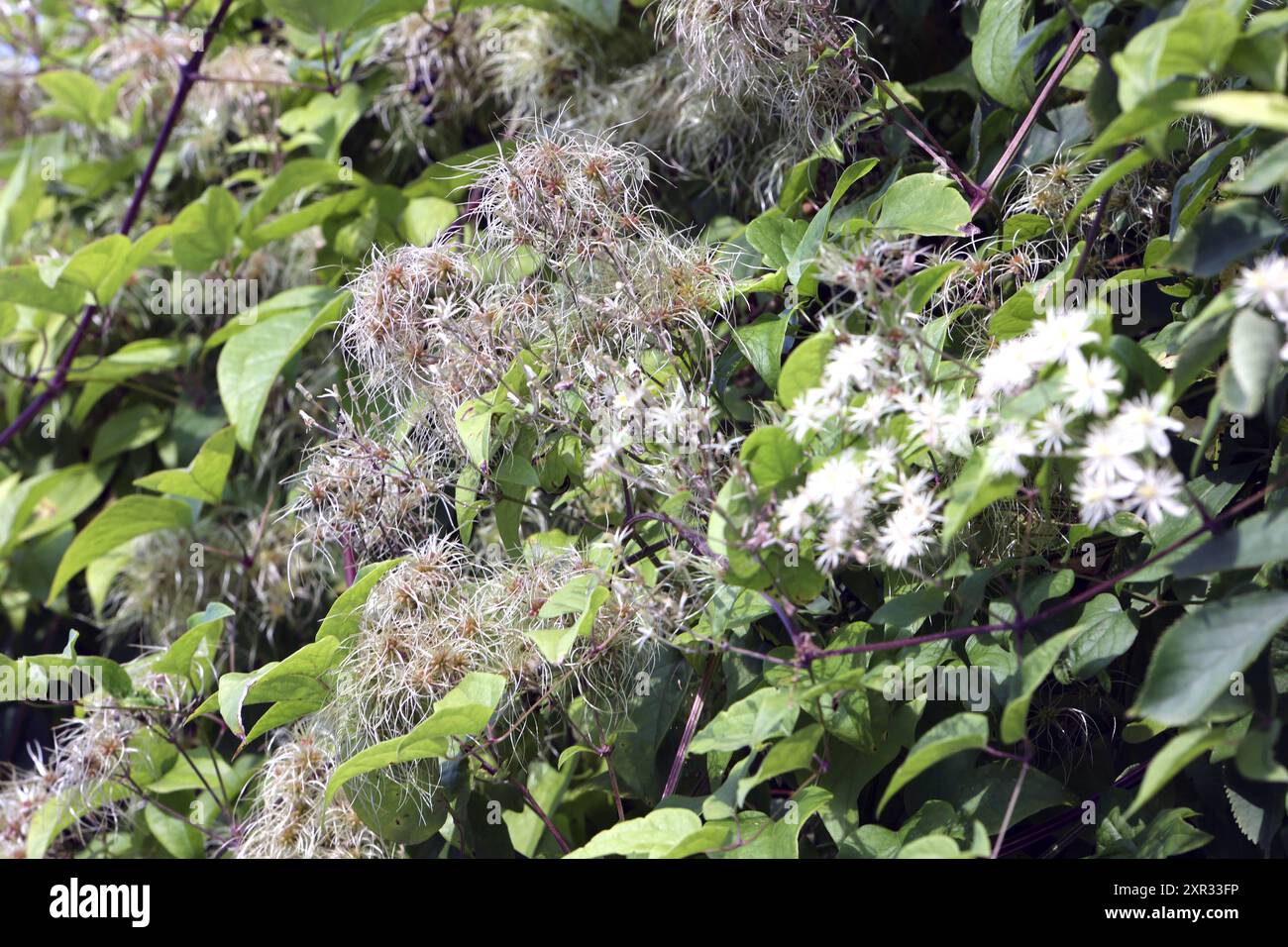 Wildpflanzen in Deutschland die Früchte der gewöhnlichen Waldrebe im September bei warmem Wetter *** Wildpflanzen in Deutschland die Früchte der gewöhnlichen Clematis im September bei warmem Wetter Stockfoto