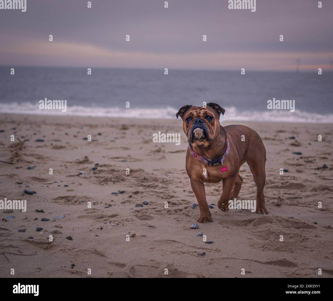 Tan Bulldogge am Strand Stockfoto