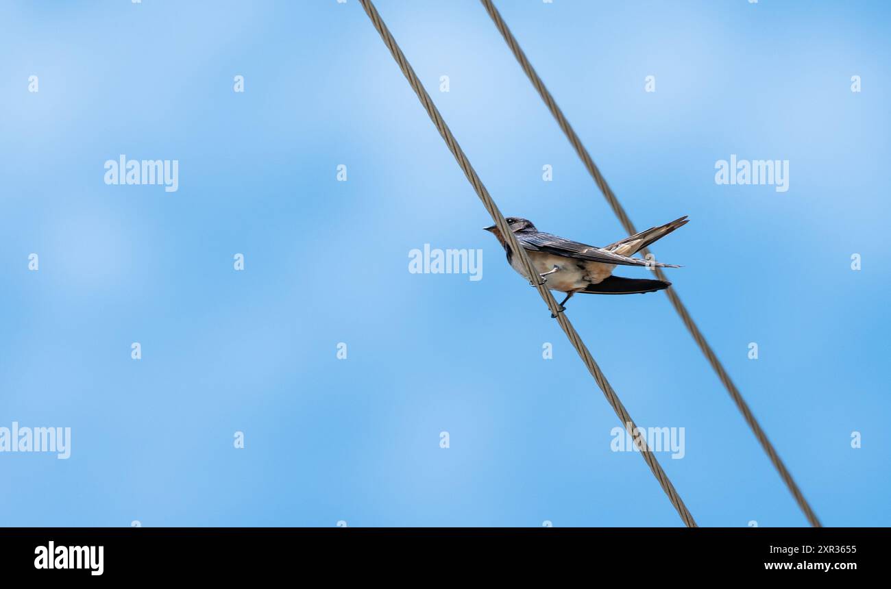 Porträt einer Scheunenschwalbe auf einem Stromkabel vor einem klaren blauen Himmel. Hirundo Rustica. Stockfoto