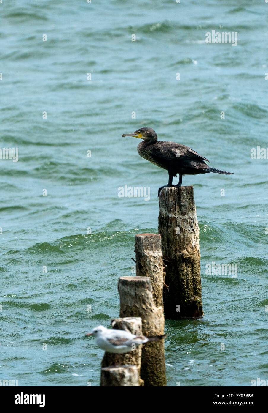 Großer Schwarzer Kormoran und gemeine Möwe: Zwei Arten auf einem Holzstamm, auf der Suche nach Nahrung. Dojran-See Mazedonien 2024 Stockfoto