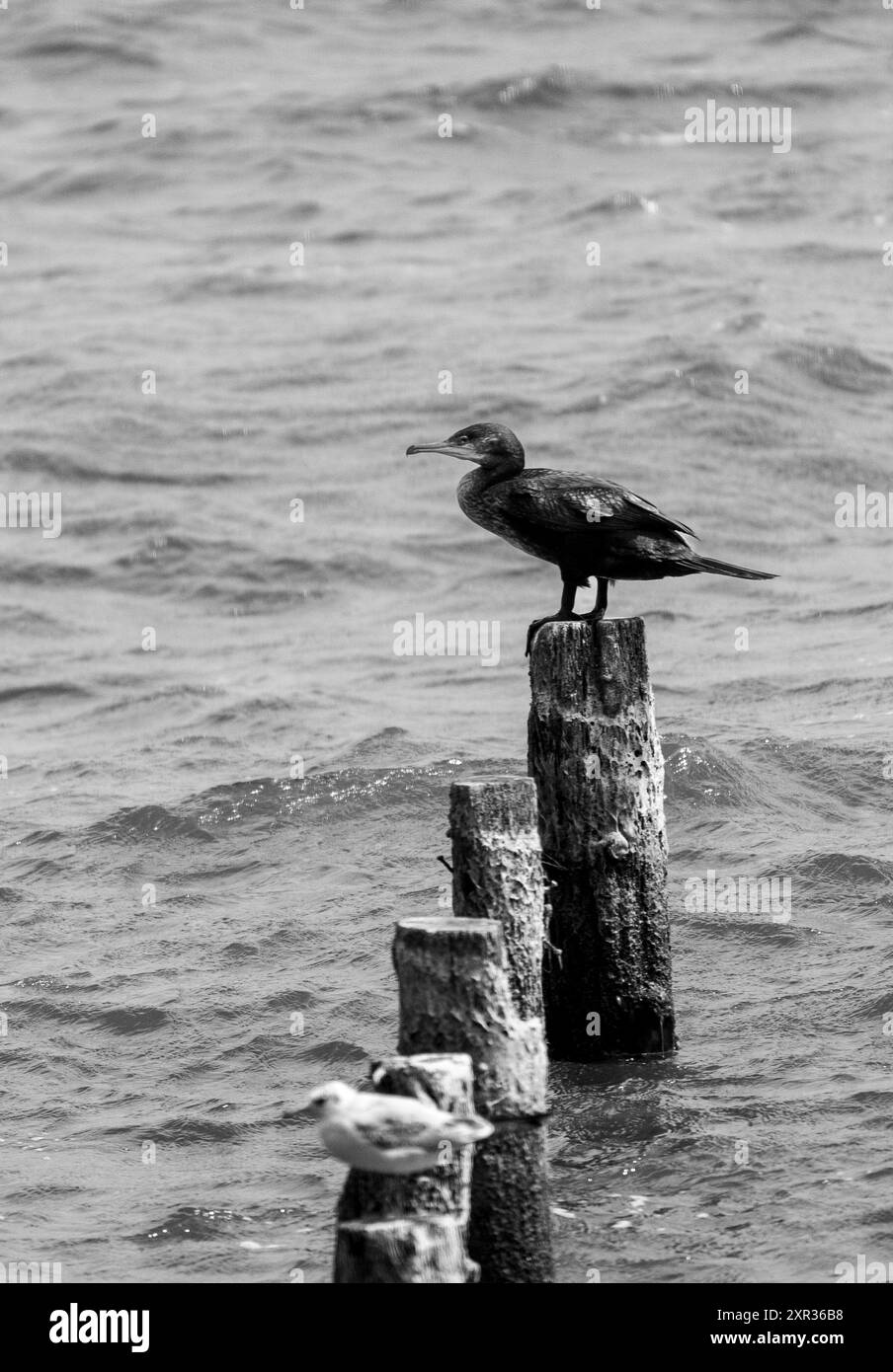 Großer schwarzer Kormoran und gemeine Möwe: Zwei Arten auf einem Holzstamm, auf der Suche nach Nahrung. Monochrome Perspektive. Dojran-See Mazedonien 2024 Stockfoto