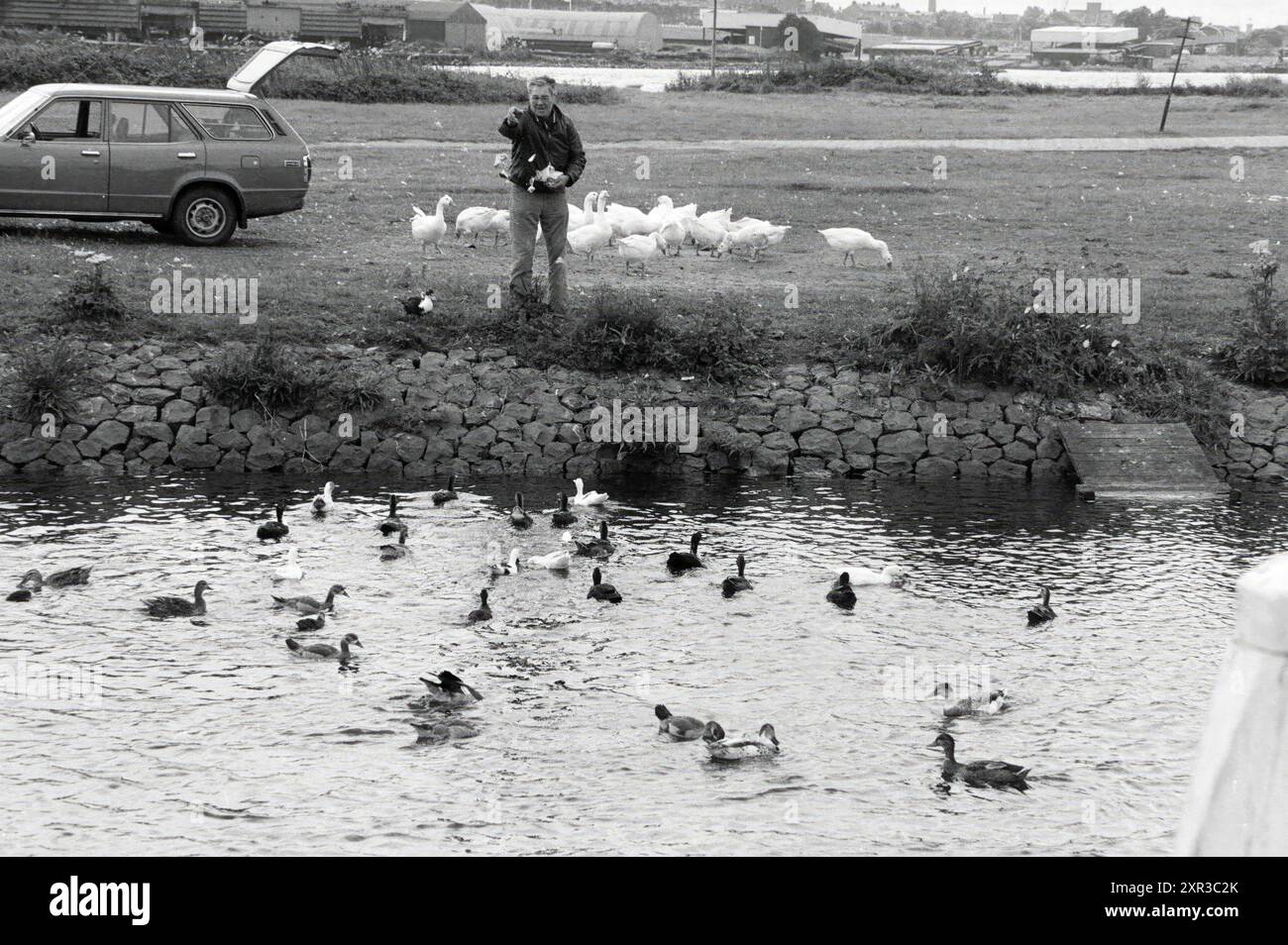 Vogelfütterung an der Schleuse IJmuiden, Birds, IJmuiden, Niederlande, 26-07-1984, Whizgle Dutch News: historische Bilder für die Zukunft. Erkunden Sie die Vergangenheit der Niederlande mit modernen Perspektiven durch Bilder von niederländischen Agenturen. Verbinden der Ereignisse von gestern mit den Erkenntnissen von morgen. Begeben Sie sich auf eine zeitlose Reise mit Geschichten, die unsere Zukunft prägen. Stockfoto