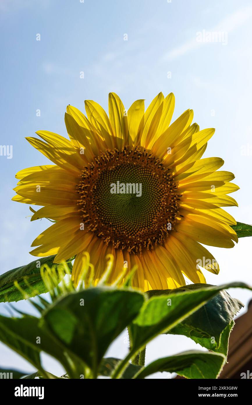Sonnenblume blüht am blauen Himmel Stockfoto