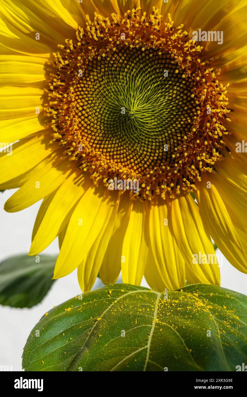 Sonnenblume blüht am blauen Himmel mit gelben Pollen auf den Blättern Stockfoto