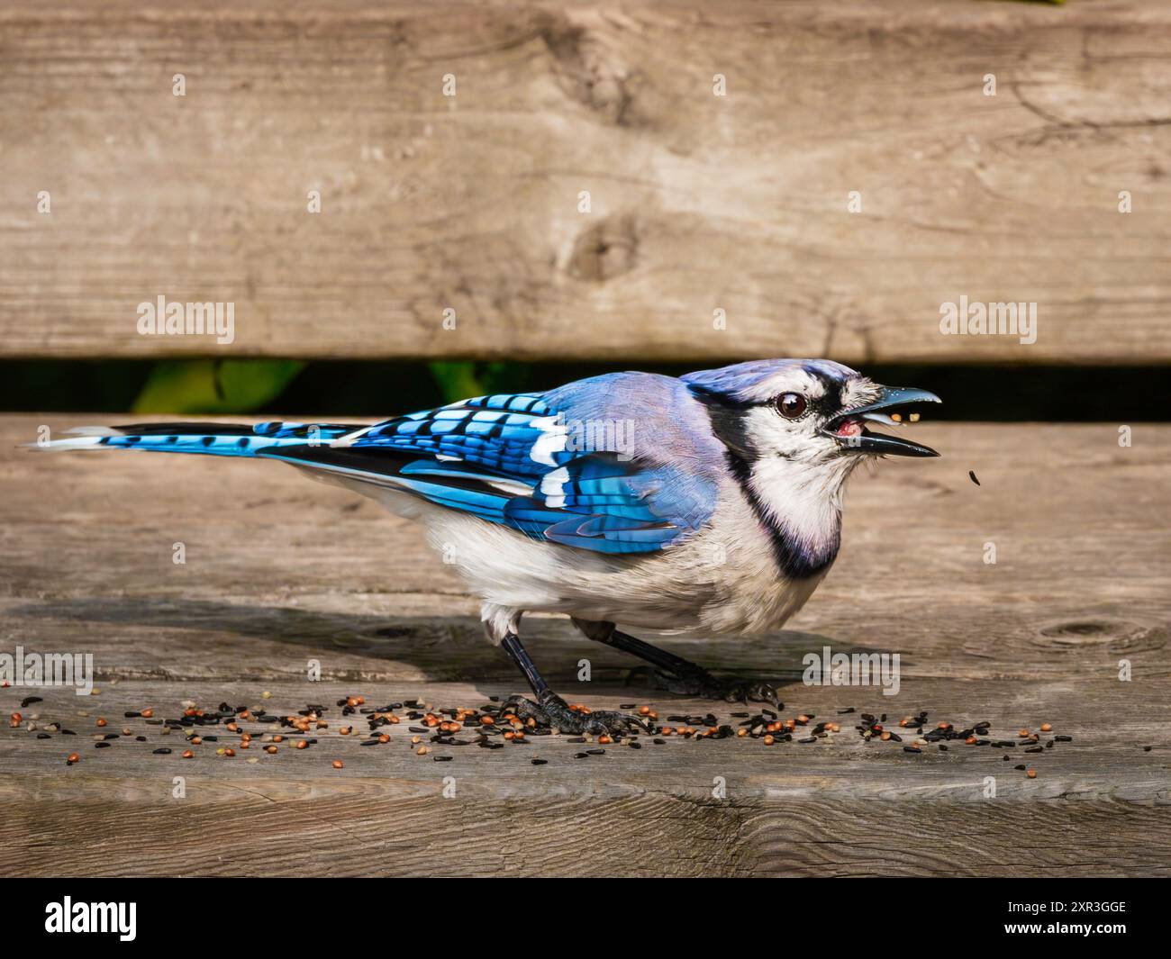 Blue Jay (Cyanocitta cristata) ernährt sich von Samen auf einem Holzdeck, Hamilton, Ontario. Stockfoto