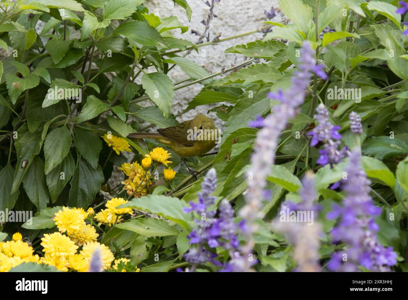 Orangenkrone, Leiothlypis celata Stockfoto