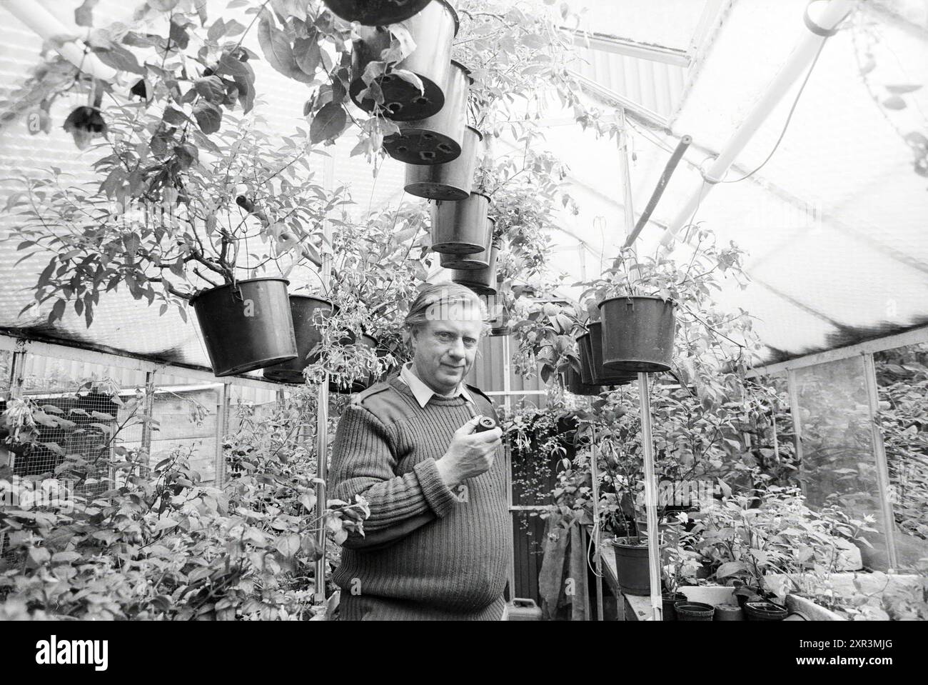 Mr. De Graaf, Fuchsia Freak, Lisse, öffentliche Gärten, Pflanzen, Sträucher, Heisters, Lisse, 02-08-1989, Whizgle Dutch News: historische Bilder zugeschnitten auf die Zukunft. Erkunden Sie die Vergangenheit der Niederlande mit modernen Perspektiven durch Bilder von niederländischen Agenturen. Verbinden der Ereignisse von gestern mit den Erkenntnissen von morgen. Begeben Sie sich auf eine zeitlose Reise mit Geschichten, die unsere Zukunft prägen. Stockfoto