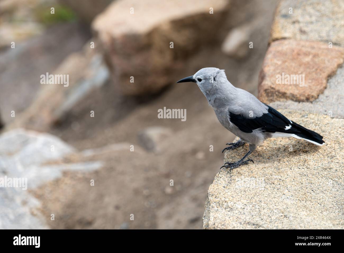 Nahaufnahme eines Clark's Nussknacker Bird im Rocky Mountain National Park Stockfoto