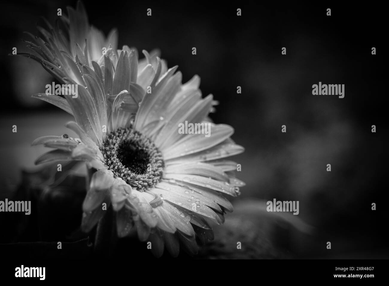 Einfarbige Eleganz: Atemberaubende Schwarz-weiß-Aufnahme einer Gerbera-Gänseblümchen, die die zarte Schönheit ihrer Blütenblätter und komplizierten Details zeigt. Stockfoto