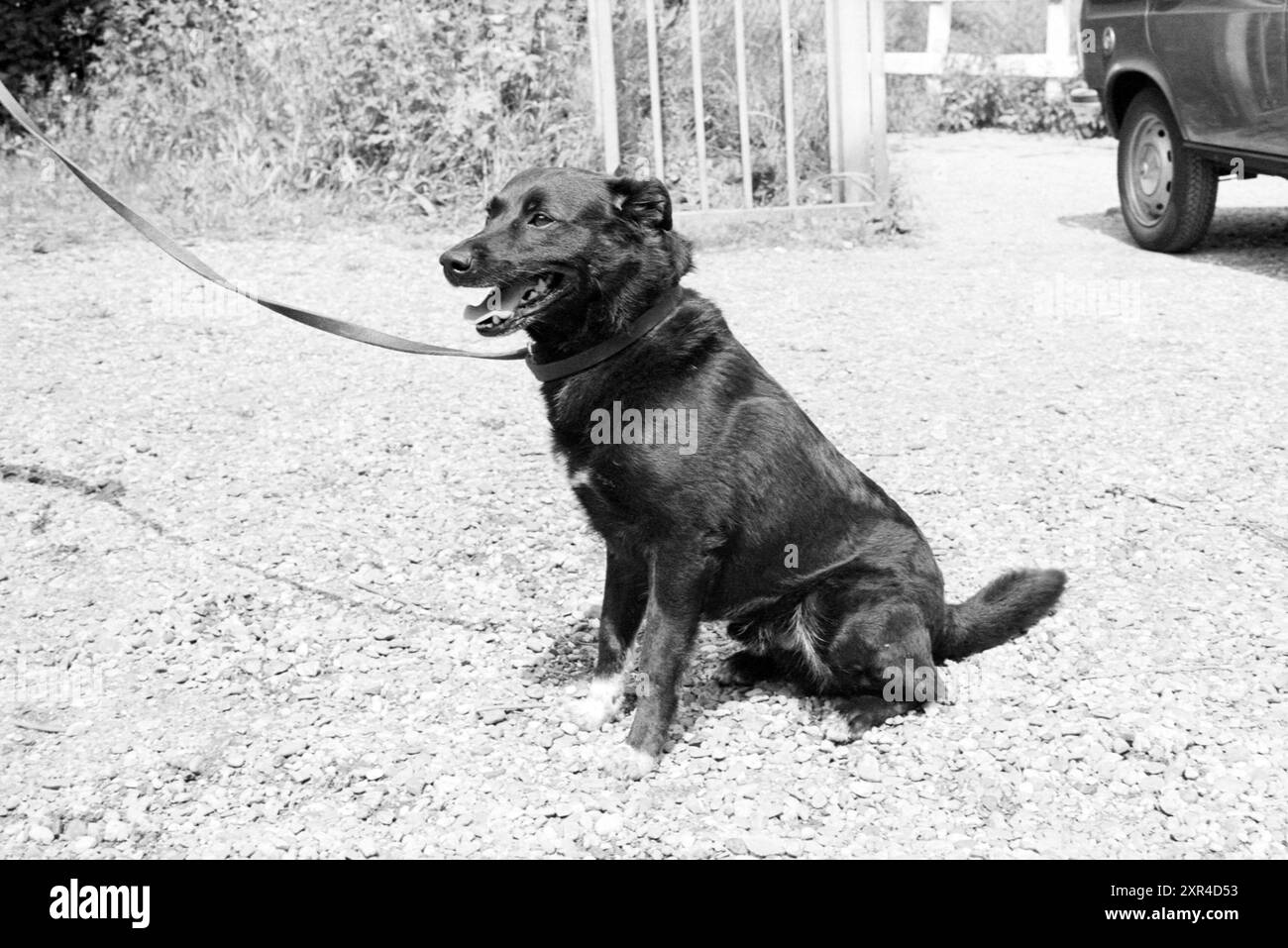Hund + 2 Hunde, Haarlem, Hunde, Haarlem, Niederlande, 18-06-1980, Whizgle Dutch News: Historical Images Tailored for the Future. Erkunden Sie die Vergangenheit der Niederlande mit modernen Perspektiven durch Bilder von niederländischen Agenturen. Verbinden der Ereignisse von gestern mit den Erkenntnissen von morgen. Begeben Sie sich auf eine zeitlose Reise mit Geschichten, die unsere Zukunft prägen. Stockfoto