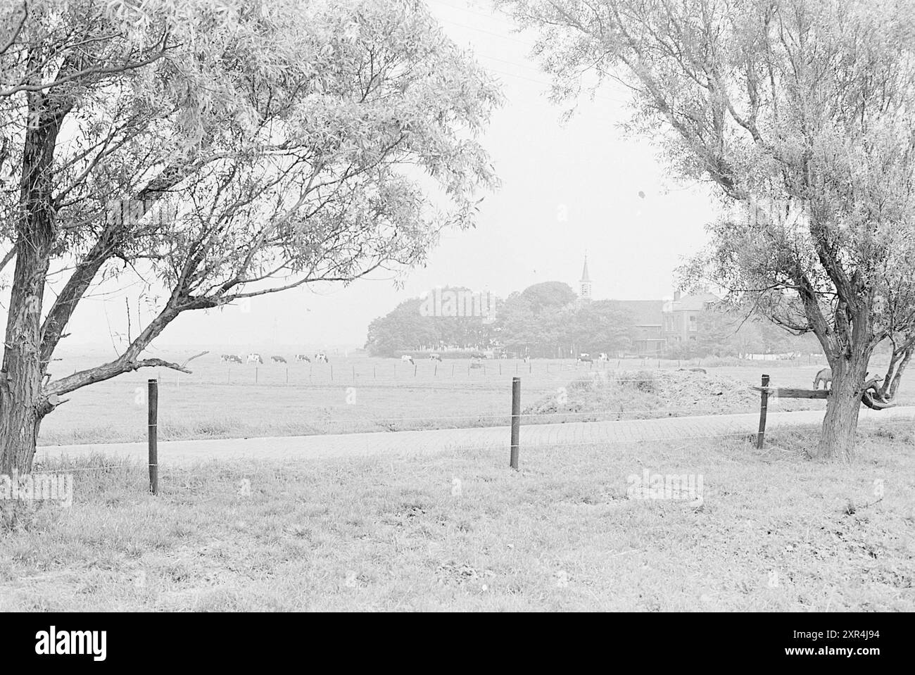 Landschaft mit Wiesen, Kühen und Bäumen, Whizgle Dutch News: Historische Bilder für die Zukunft. Erkunden Sie die Vergangenheit der Niederlande mit modernen Perspektiven durch Bilder von niederländischen Agenturen. Verbinden der Ereignisse von gestern mit den Erkenntnissen von morgen. Begeben Sie sich auf eine zeitlose Reise mit Geschichten, die unsere Zukunft prägen. Stockfoto