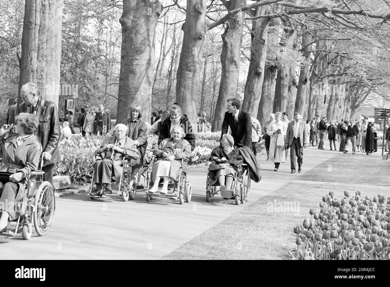 Behinderte besuchen Keukenhof, Keukenhof Stiftung in Lisse, Stationsweg, 29-04-1989, Whizgle Dutch News: Historische Bilder zugeschnitten auf die Zukunft. Erkunden Sie die Vergangenheit der Niederlande mit modernen Perspektiven durch Bilder von niederländischen Agenturen. Verbinden der Ereignisse von gestern mit den Erkenntnissen von morgen. Begeben Sie sich auf eine zeitlose Reise mit Geschichten, die unsere Zukunft prägen. Stockfoto