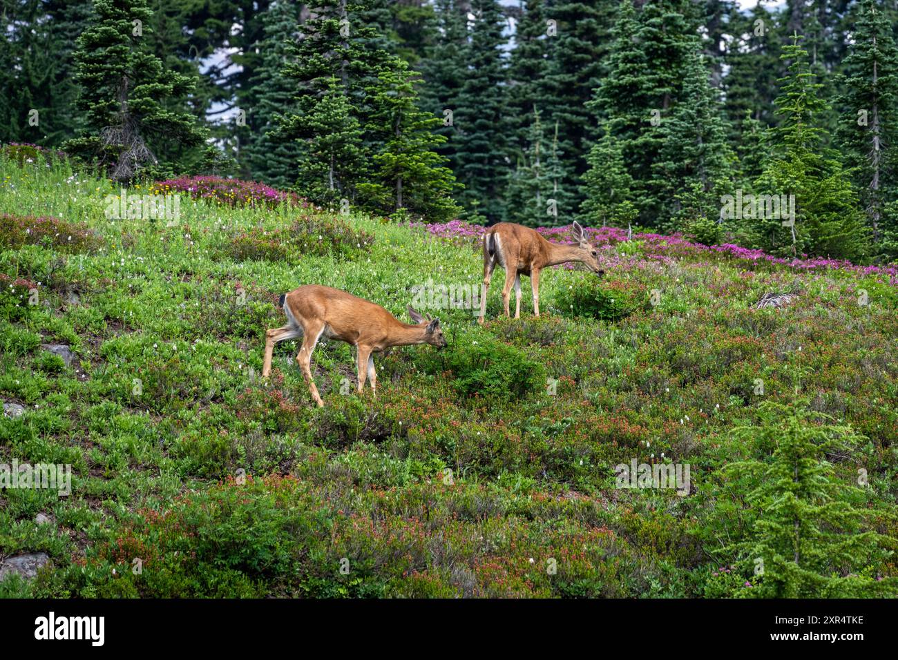 Schwarzwedelhirsche, die auf einer subalpinen Wiese am Dead Horse Creek Trail weiden, Paradise Area im Mount Rainier National Park, Outdoor-Freizeitangebote in na Stockfoto