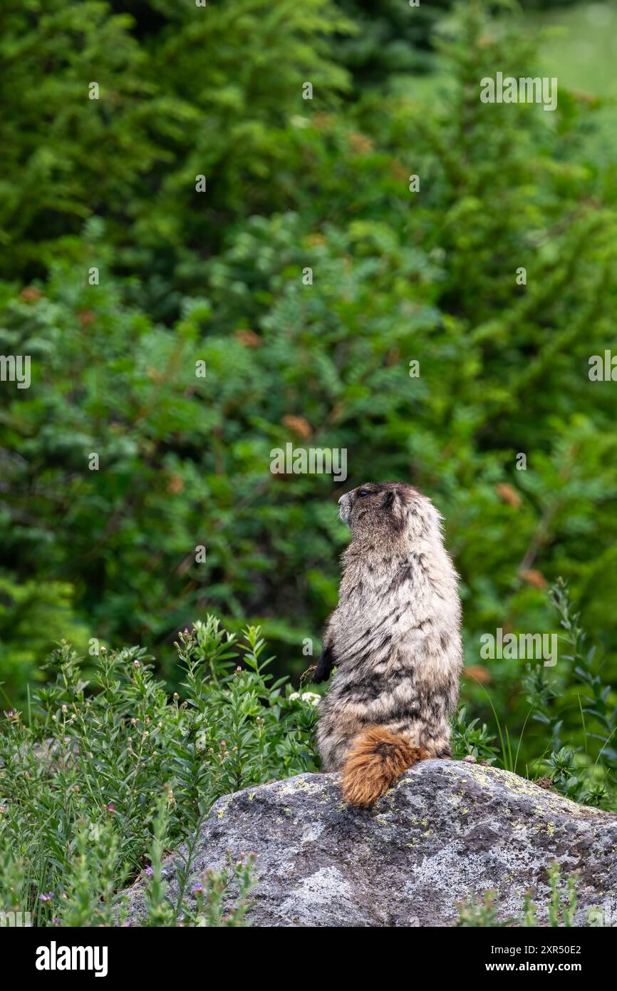 Horary Marmot sitzt aufrecht auf einem Felsen und blickt zur Seite über eine subalpine Wiese, Paradise Area im Mount Rainier National Park, Outdoor Re Stockfoto