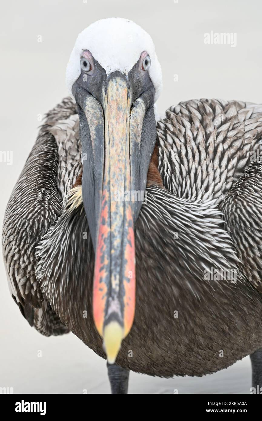 Brauner Pelikan im Galapagos Santa Cruz Stockfoto