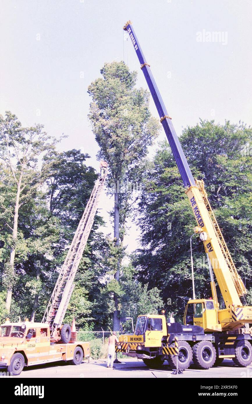 Baumentfernung mit Großgeräten, Haarlem, Schoterweg, Niederlande, 12-08-1997, Whizgle Dutch News: historische Bilder für die Zukunft. Erkunden Sie die Vergangenheit der Niederlande mit modernen Perspektiven durch Bilder von niederländischen Agenturen. Verbinden der Ereignisse von gestern mit den Erkenntnissen von morgen. Begeben Sie sich auf eine zeitlose Reise mit Geschichten, die unsere Zukunft prägen. Stockfoto