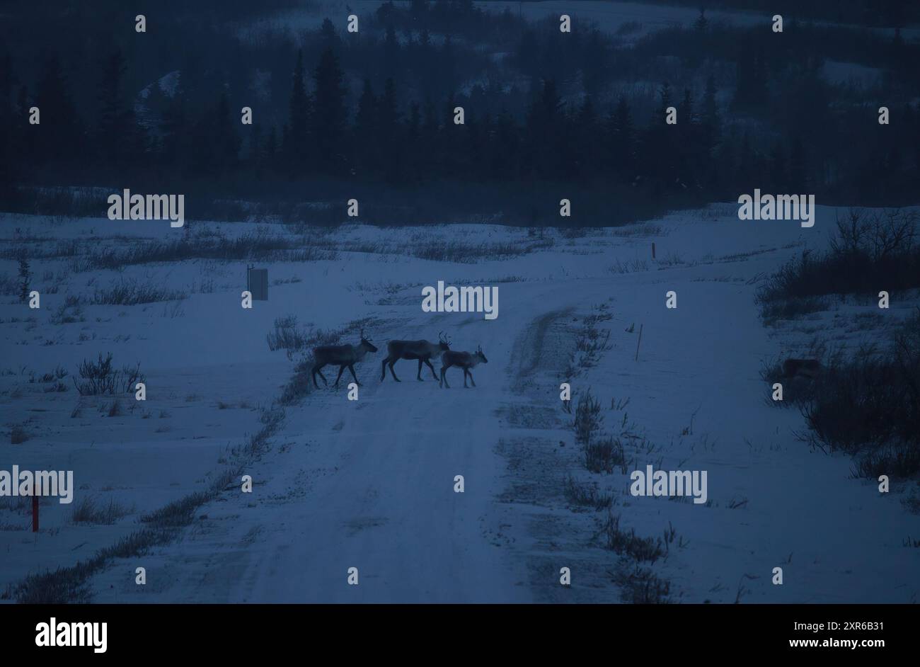 Drei Karibus gehen an einem dunklen Winternachmittag in der Nähe von Delta Junction, Alaska, über eine Straße mit einer Schneeschicht. Stockfoto