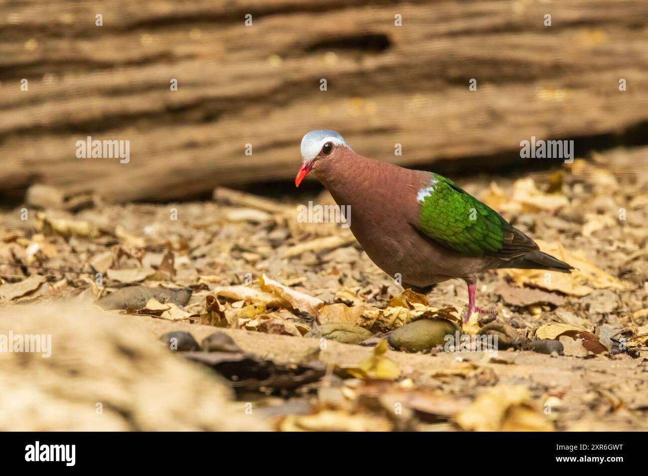 Die Common Emerald Dove (Chalcophaps indica) ist eine kleine bis mittelgroße Taube mit markanten smaragdgrünen Flügeln, einem kastanienbraunen Körper. Stockfoto