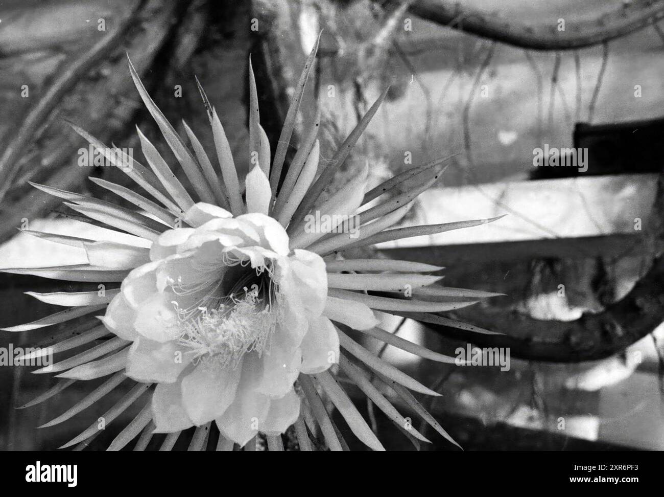 Blüte der Karibischen Nachtkönigin Hoofddorp, Blumen und Blumenmädchen, Hoofddorp, Niederlande, 28-07-1988, Whizgle Dutch News: Historische Bilder zugeschnitten auf die Zukunft. Erkunden Sie die Vergangenheit der Niederlande mit modernen Perspektiven durch Bilder von niederländischen Agenturen. Verbinden der Ereignisse von gestern mit den Erkenntnissen von morgen. Begeben Sie sich auf eine zeitlose Reise mit Geschichten, die unsere Zukunft prägen. Stockfoto