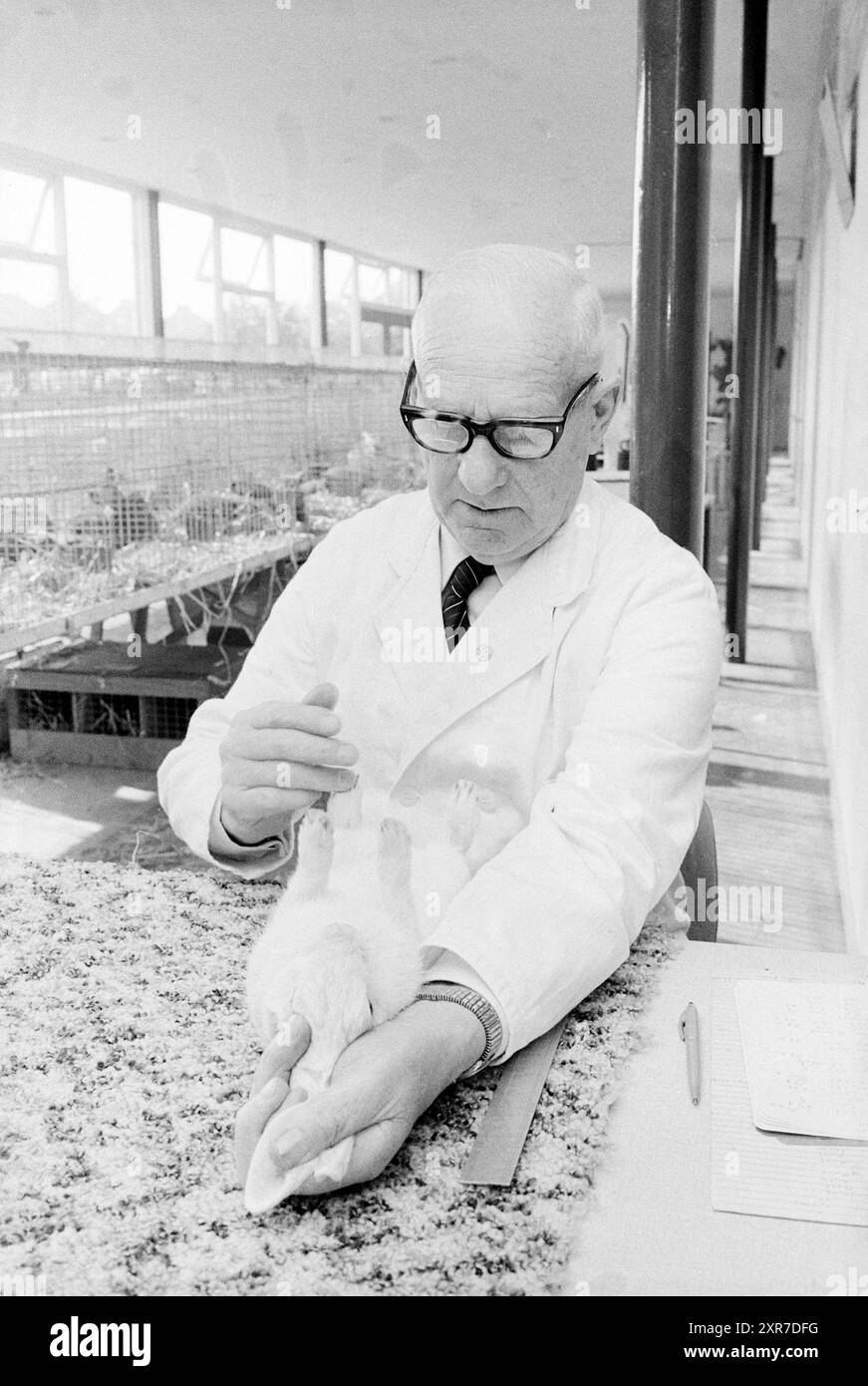 Kanincheninspektion, Neu. Vennep, Animals, 10. 12. 1978, Whizgle Dutch News: Historical Images Tailored for the Future. Erkunden Sie die Vergangenheit der Niederlande mit modernen Perspektiven durch Bilder von niederländischen Agenturen. Verbinden der Ereignisse von gestern mit den Erkenntnissen von morgen. Begeben Sie sich auf eine zeitlose Reise mit Geschichten, die unsere Zukunft prägen. Stockfoto