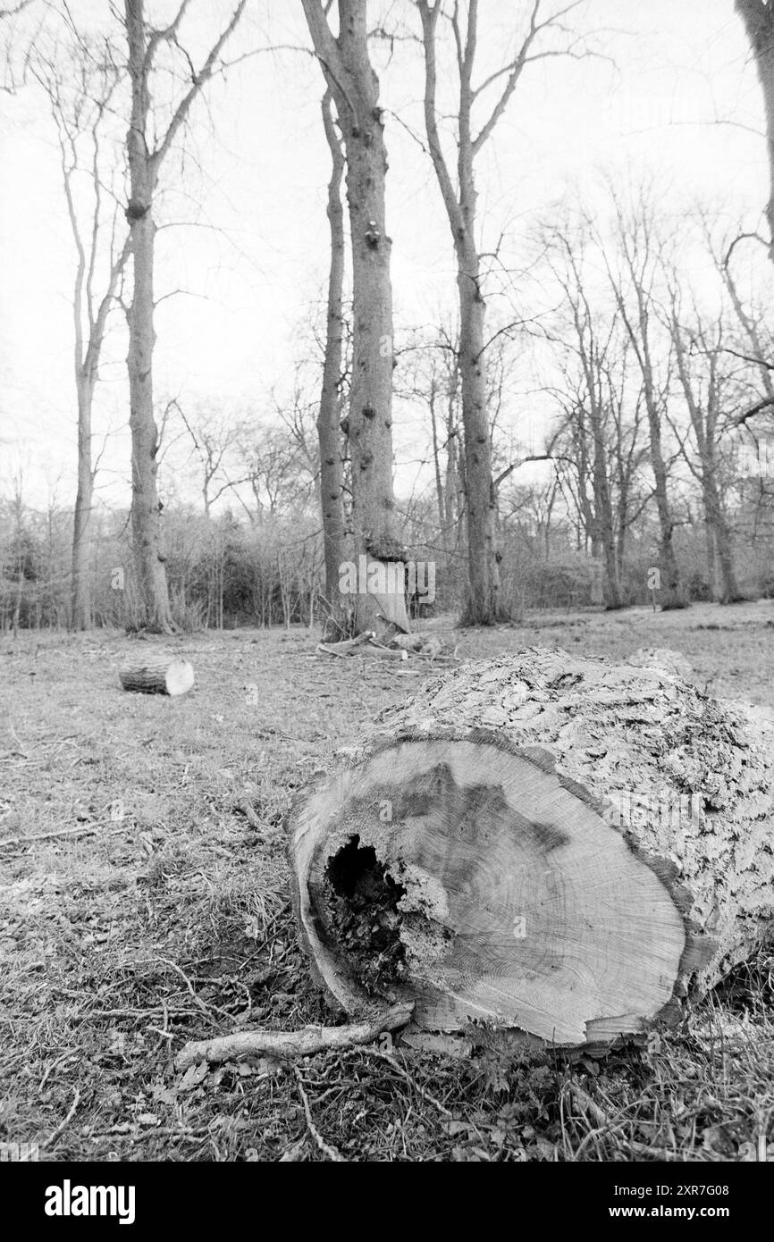 Haarlemmerhout, Whizgle Dutch News: Historical Images Tailored for the Future. Erkunden Sie die Vergangenheit der Niederlande mit modernen Perspektiven durch Bilder von niederländischen Agenturen. Verbinden der Ereignisse von gestern mit den Erkenntnissen von morgen. Begeben Sie sich auf eine zeitlose Reise mit Geschichten, die unsere Zukunft prägen. Stockfoto