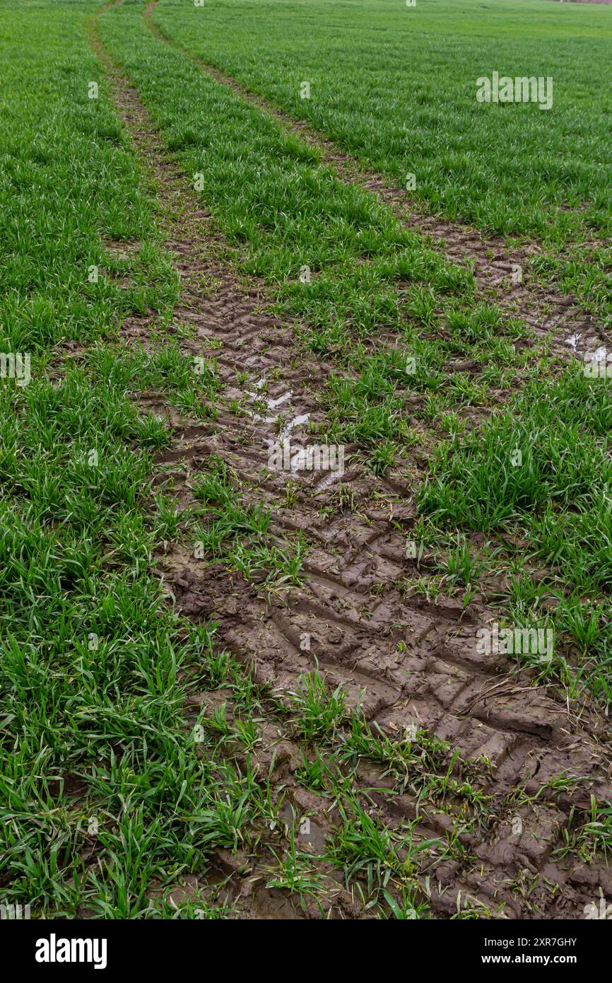 Spuren eines Traktors im Schlamm auf einer feuchten Wiese. Stockfoto