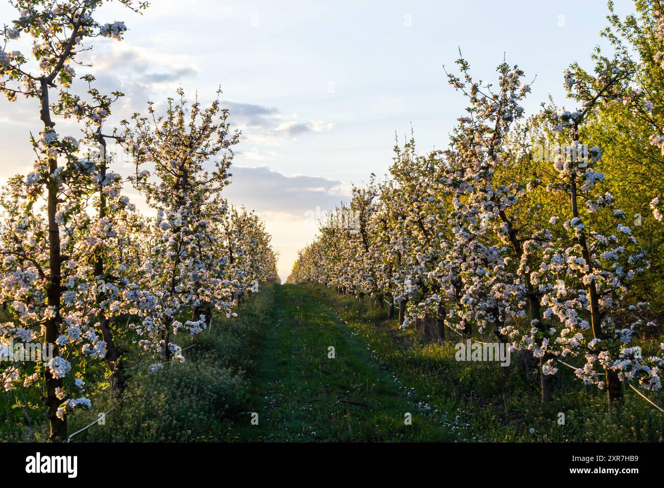 apfelbäume im Frühling im Obstgarten, junge Apfelbäume auf einer Plantage auf dem Land. Stockfoto