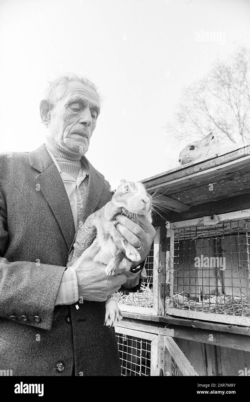 Kaninchenzüchter Herr Warmerhoven IJmuiden, Breeding, People, IJmuiden, Niederlande, 18-02-1976, Whizgle Dutch News: historische Bilder zugeschnitten auf die Zukunft. Erkunden Sie die Vergangenheit der Niederlande mit modernen Perspektiven durch Bilder von niederländischen Agenturen. Verbinden der Ereignisse von gestern mit den Erkenntnissen von morgen. Begeben Sie sich auf eine zeitlose Reise mit Geschichten, die unsere Zukunft prägen. Stockfoto