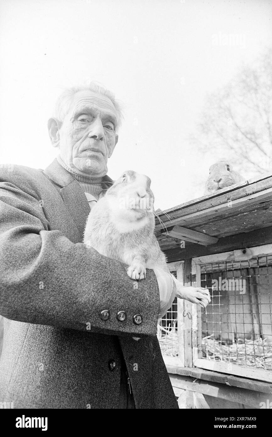 Kaninchenzüchter Herr Warmerhoven IJmuiden, Breeding, People, IJmuiden, Niederlande, 18-02-1976, Whizgle Dutch News: historische Bilder zugeschnitten auf die Zukunft. Erkunden Sie die Vergangenheit der Niederlande mit modernen Perspektiven durch Bilder von niederländischen Agenturen. Verbinden der Ereignisse von gestern mit den Erkenntnissen von morgen. Begeben Sie sich auf eine zeitlose Reise mit Geschichten, die unsere Zukunft prägen. Stockfoto