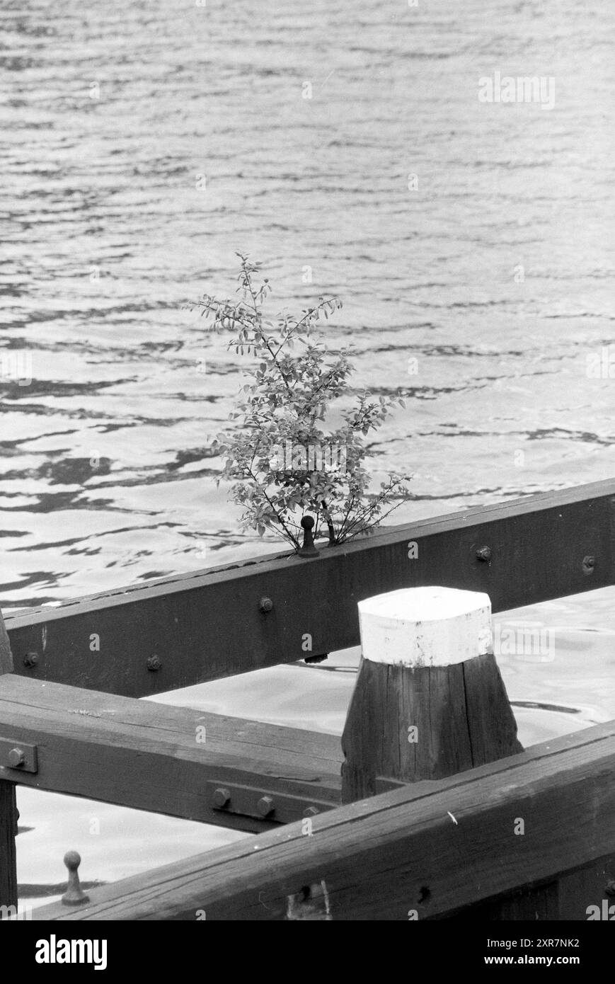 Tree Growing on dukdalf Spaarne, Trees, 16-07-1985, Whizgle Dutch News: Historical Images Tailored for the Future. Erkunden Sie die Vergangenheit der Niederlande mit modernen Perspektiven durch Bilder von niederländischen Agenturen. Verbinden der Ereignisse von gestern mit den Erkenntnissen von morgen. Begeben Sie sich auf eine zeitlose Reise mit Geschichten, die unsere Zukunft prägen. Stockfoto