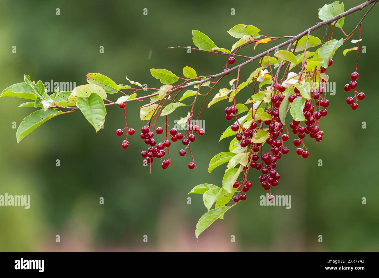 Vogelkirschzweig mit Reifen roten Beeren auf einem verschwommenen grünen Hintergrund Stockfoto