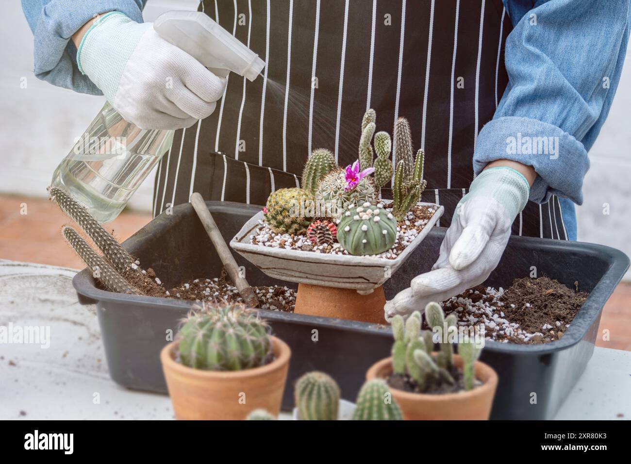 Anonyme Person genießen Kakteen Tablett Gartenanordnung Pflanzen Hobby, setzen Boden in einen Topf und Wasserspray während der häuslichen Gartenarbeit Stockfoto