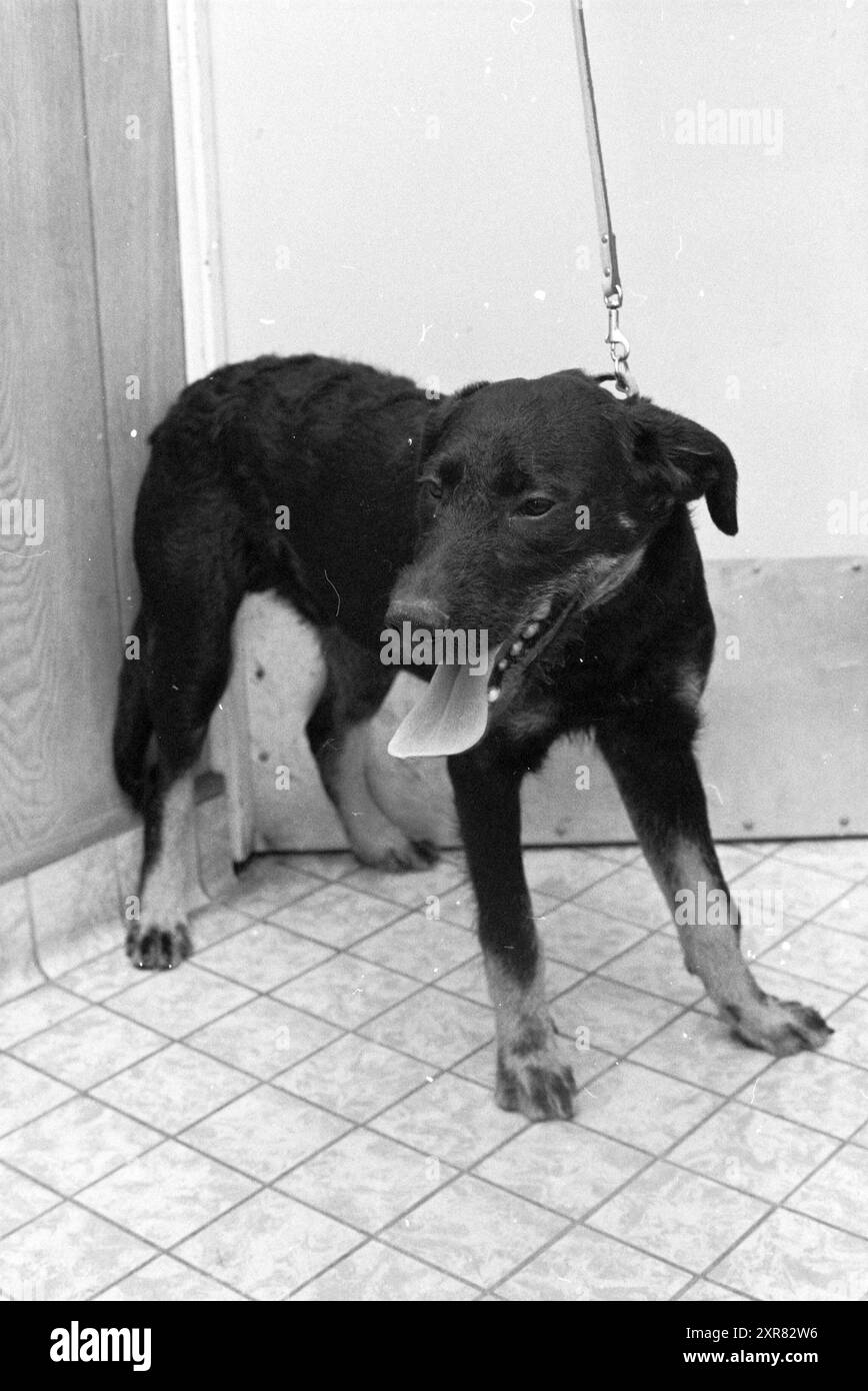 2 Hunde, Haarlem, Hunde, Haarlem, Niederlande, 21-03-1979, Whizgle Dutch News: Historical Images Tailored for the Future. Erkunden Sie die Vergangenheit der Niederlande mit modernen Perspektiven durch Bilder von niederländischen Agenturen. Verbinden der Ereignisse von gestern mit den Erkenntnissen von morgen. Begeben Sie sich auf eine zeitlose Reise mit Geschichten, die unsere Zukunft prägen. Stockfoto