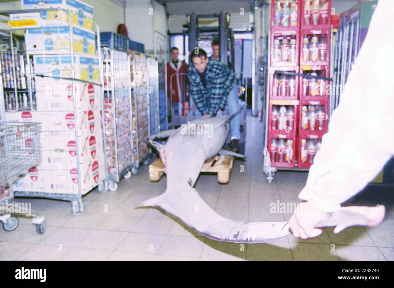 Shark [of] 3,5 m in Vomar, Haarlem, Niederlande, 22-10-1997, Whizgle Dutch News: Historische Bilder zugeschnitten auf die Zukunft. Erkunden Sie die Vergangenheit der Niederlande mit modernen Perspektiven durch Bilder von niederländischen Agenturen. Verbinden der Ereignisse von gestern mit den Erkenntnissen von morgen. Begeben Sie sich auf eine zeitlose Reise mit Geschichten, die unsere Zukunft prägen. Stockfoto