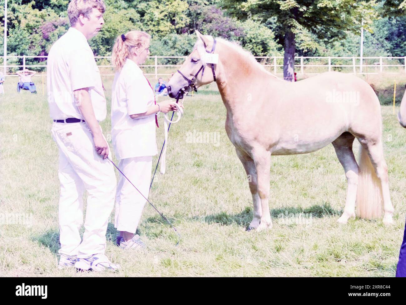 Haflinger Competition, Hoofddorp [Pferderennen], Hoofddorp, Niederlande, 25.07.2003, Whizgle Dutch News: historische Bilder für die Zukunft. Erkunden Sie die Vergangenheit der Niederlande mit modernen Perspektiven durch Bilder von niederländischen Agenturen. Verbinden der Ereignisse von gestern mit den Erkenntnissen von morgen. Begeben Sie sich auf eine zeitlose Reise mit Geschichten, die unsere Zukunft prägen. Stockfoto