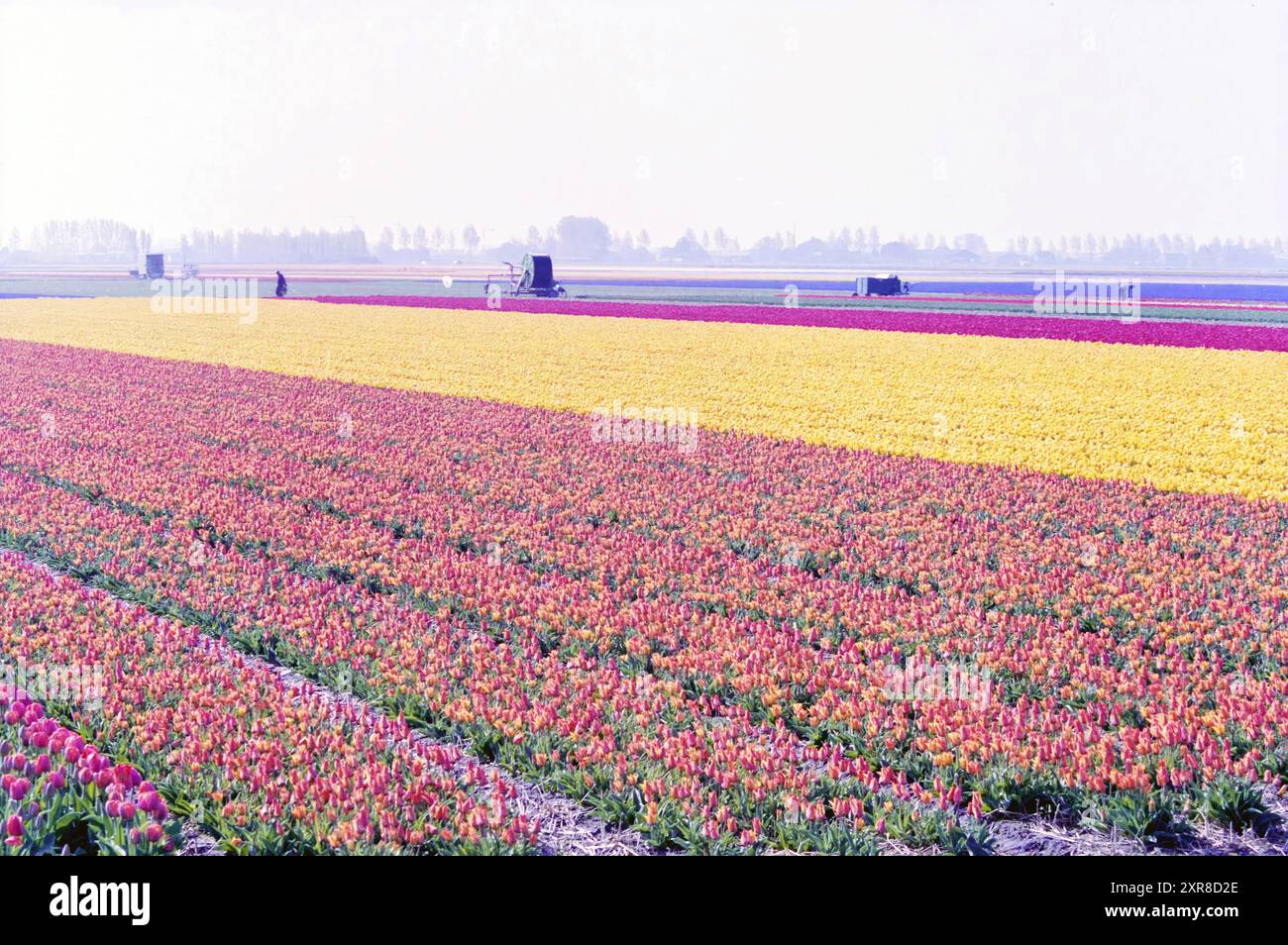 Bulb Fields Zwaanshoek, Zwaanshoek, 21-04-2003, Whizgle Dutch News: Historical Images Tailored for the Future. Erkunden Sie die Vergangenheit der Niederlande mit modernen Perspektiven durch Bilder von niederländischen Agenturen. Verbinden der Ereignisse von gestern mit den Erkenntnissen von morgen. Begeben Sie sich auf eine zeitlose Reise mit Geschichten, die unsere Zukunft prägen. Stockfoto