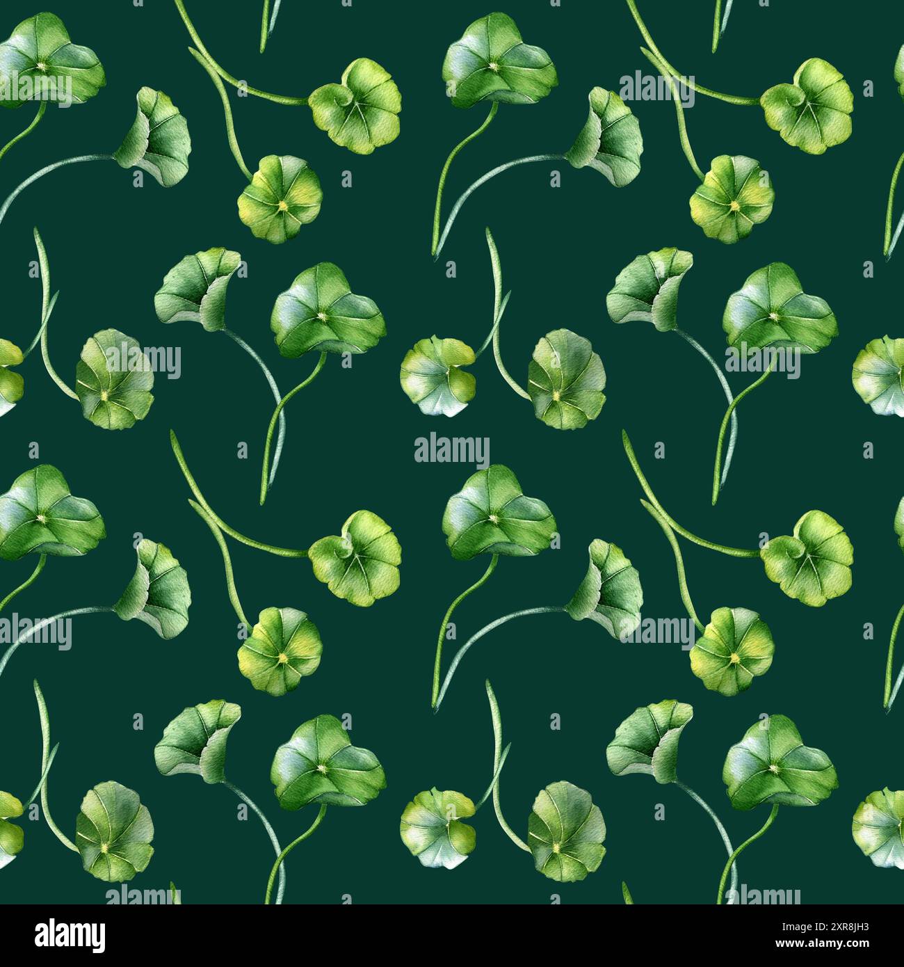 Centella asiatica Stiele und abgerundete Blätter auf nahtlosem Aquarellmuster. Geranium, Pennykraut Kräuterpflanzen handgezeichnet. Grünes Design auf Wiederholung Stockfoto