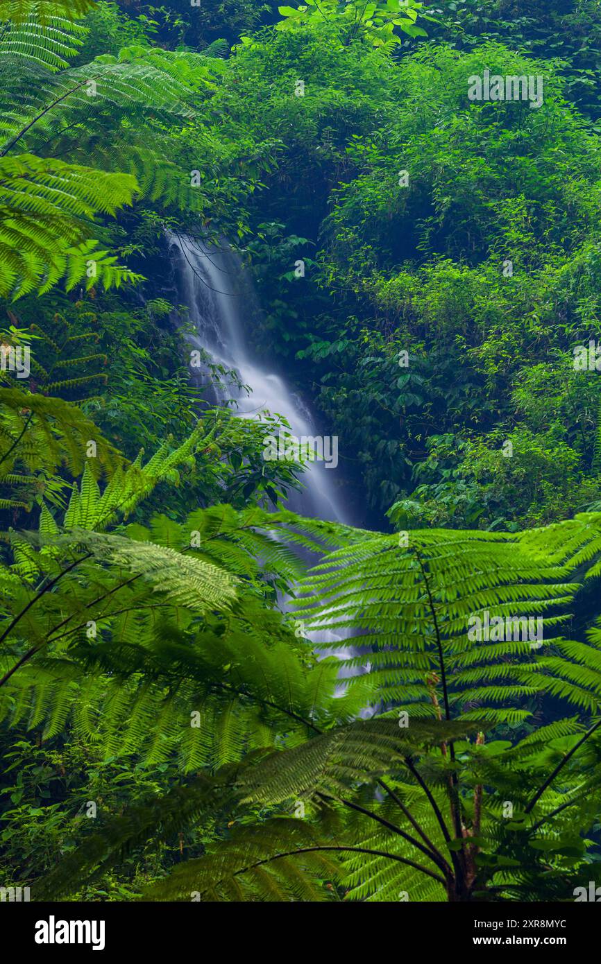 Madakaripura Wasserfall, Ost-Java, Indonesien Stockfoto