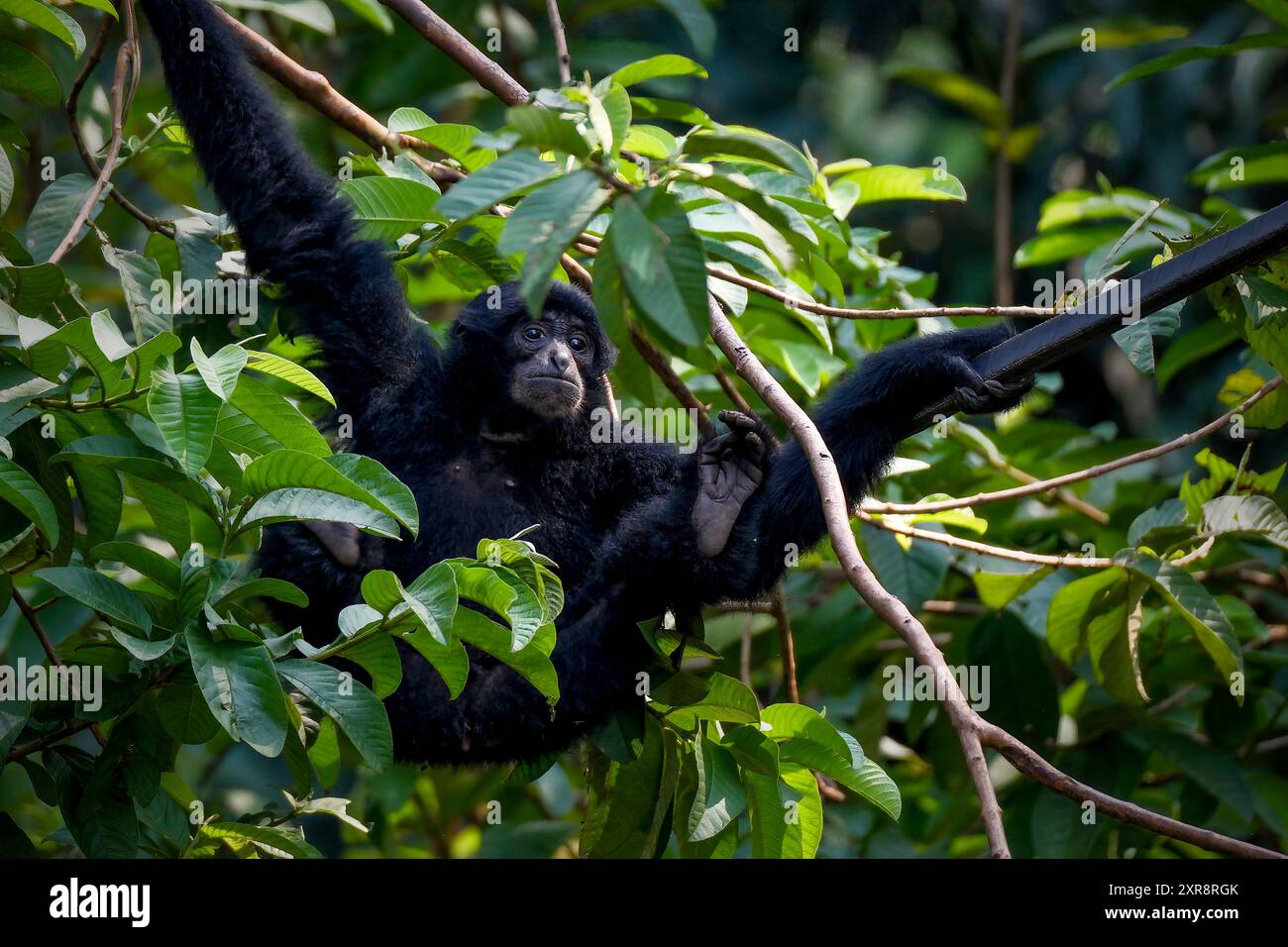 Siamang (Symphalangus syndactylus), siamesischer Affe Stockfoto