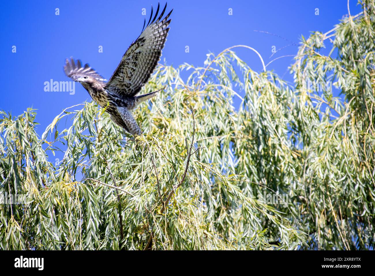 Rotschwanzfalke, der von einem Baumzweig gegen einen blauen Himmel flog Stockfoto