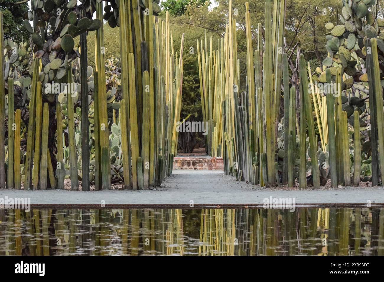 Ethnobotanischer Garten von Oaxaca, Mexiko. Kaktuspflanzen Stockfoto