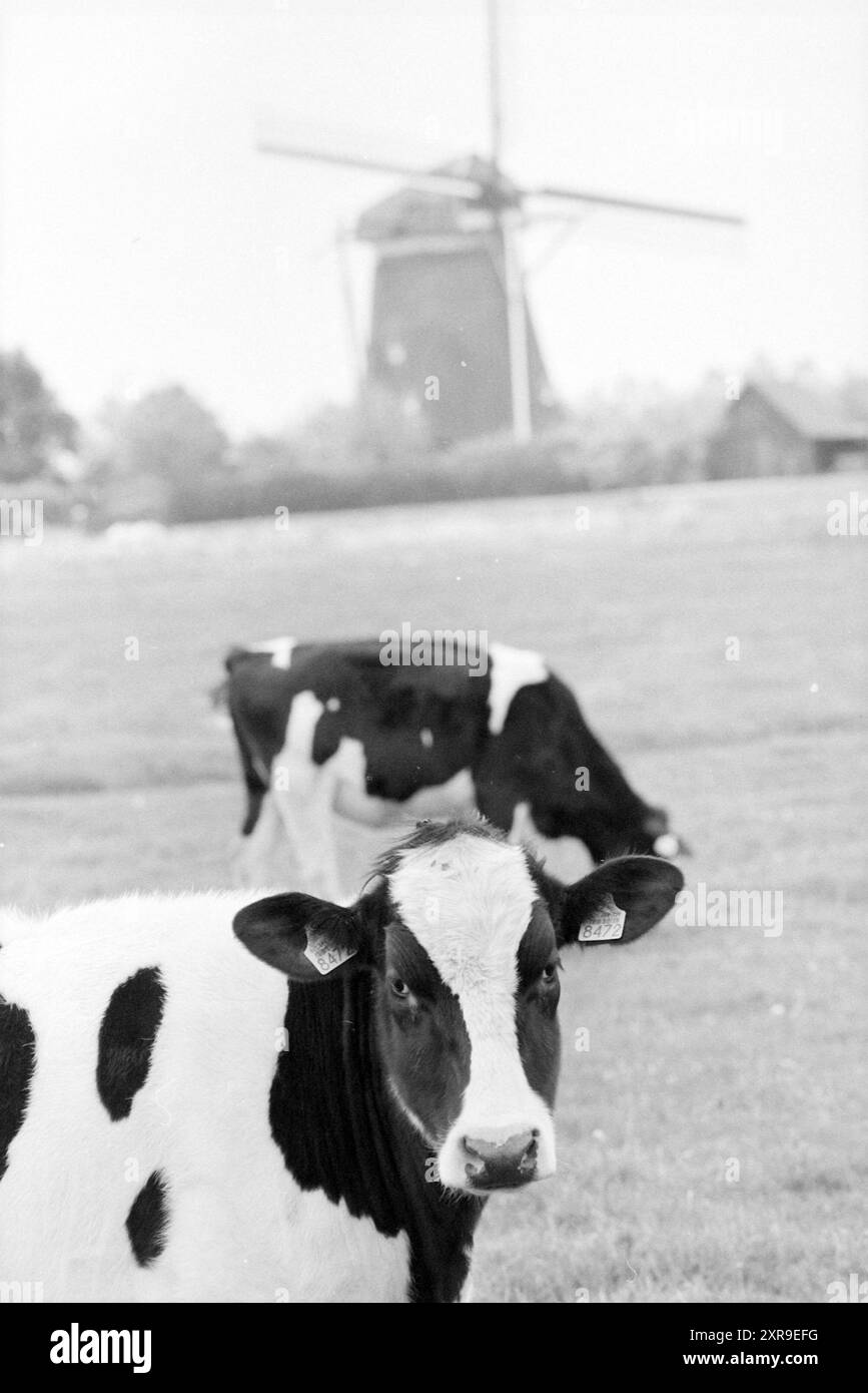 Atmosphere Impressions National Mill and Cycling Day, 12.05.1995, Whizgle Dutch News: Historische Bilder für die Zukunft. Erkunden Sie die Vergangenheit der Niederlande mit modernen Perspektiven durch Bilder von niederländischen Agenturen. Verbinden der Ereignisse von gestern mit den Erkenntnissen von morgen. Begeben Sie sich auf eine zeitlose Reise mit Geschichten, die unsere Zukunft prägen. Stockfoto