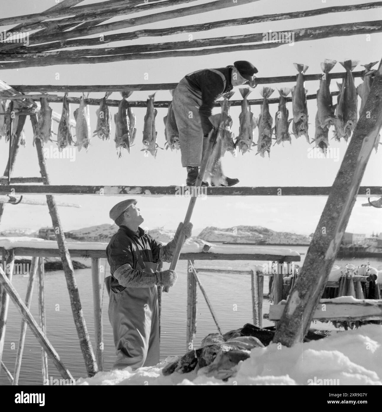 Aktuell 08-1951: Das Abenteuer in Lofoten. Etwa 5.000 Boote mit 20 bis 25.000 Fischern jagen den Skrein während der Hochsaison in Lofoten, dem Zentrum der weltweit größten Kabeljaufischerei. Lofoten angeln. In allen Fischerdörfern ist das Leben während der Lofoten-Saison hektisch. Der Fisch darf nicht nur aus dem Meer kommen, er muss auch gekocht werden. Die Tanks werden nach und nach in Henningsvær gefüllt. In Paaren wird der Kabeljau zum Trocknen in Sonne und Wind aufgehängt. Der Stockfisch wird in südlichere Länder exportiert, wo er als erstklassiger Gourmet-Bisque gilt und in Norwegen eine Menge guter Währung bringt. Stockfoto