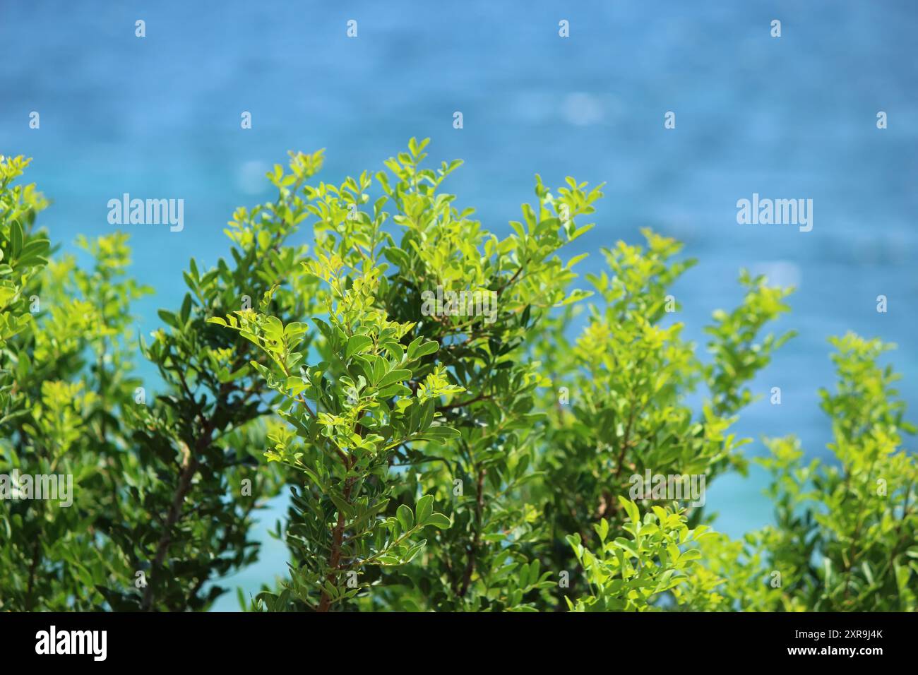 Grüne Blätter und blaues Meer Stockfoto