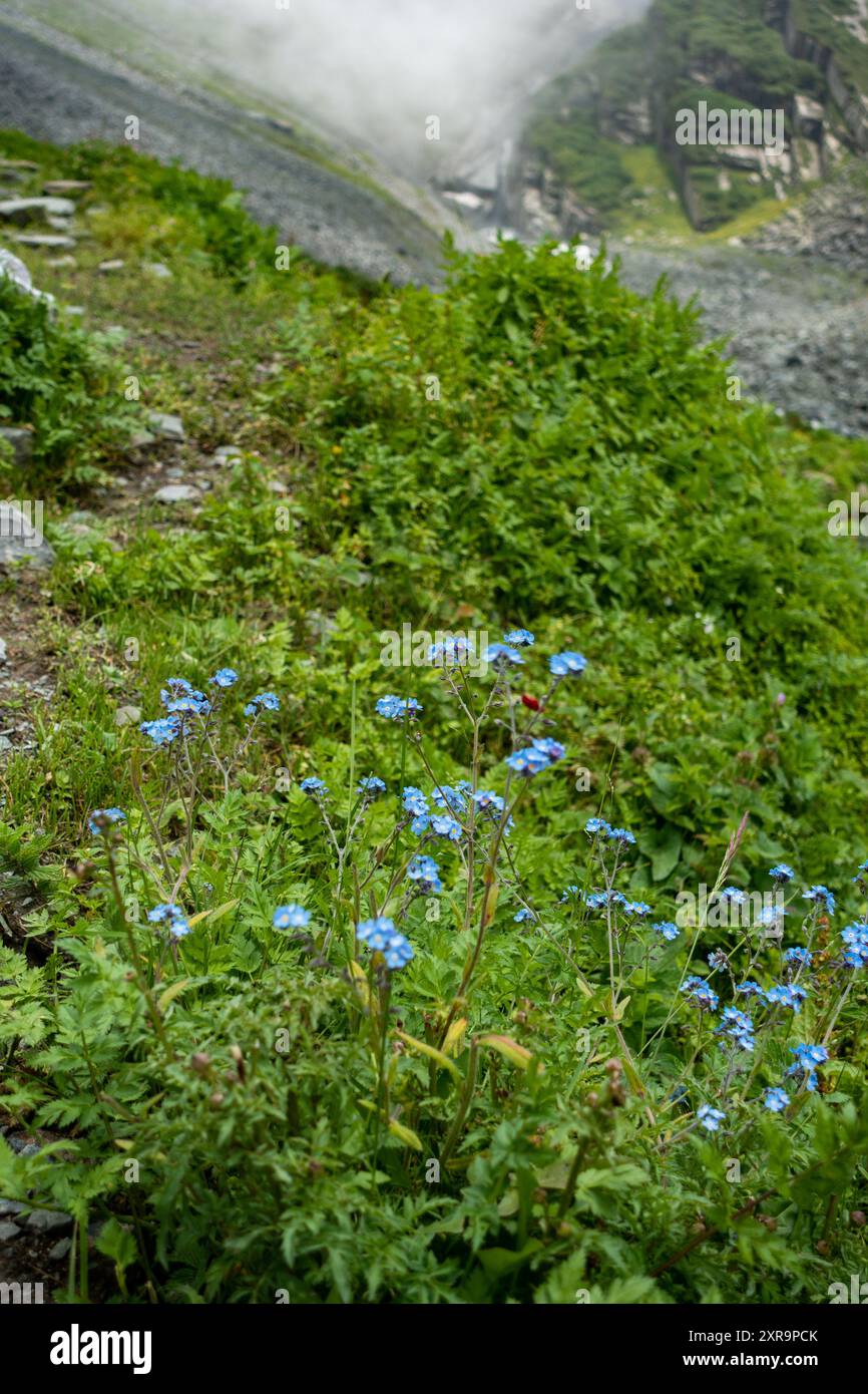 Myosotis arvensis, oder Field Forget-Me-Not, eine krautige blühende Pflanze aus der Familie der Boraginaceae, die auf den Wiesen von Himachal Pradesh, Indien, gefunden wurde. Stockfoto