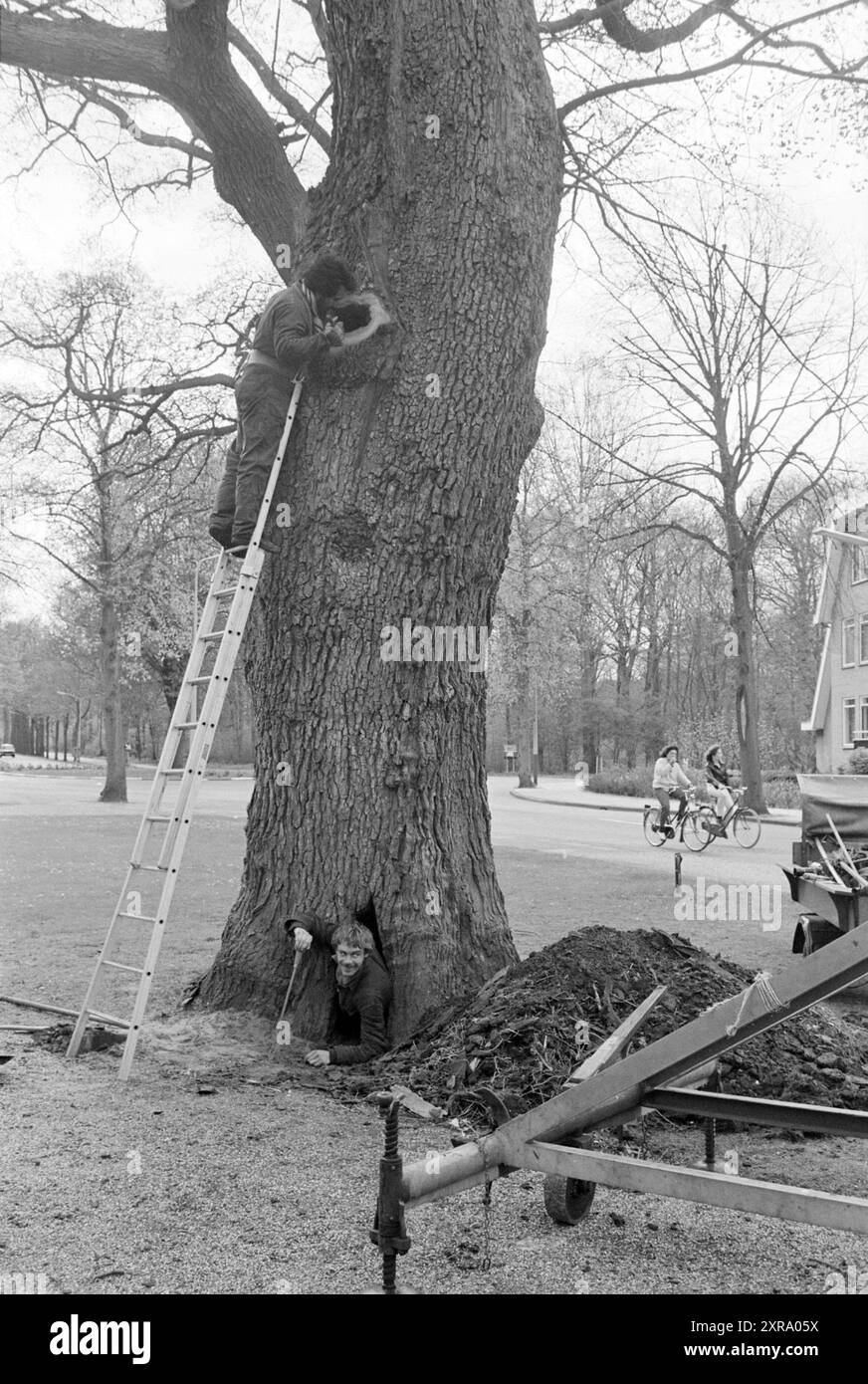 Einen Baum aushöhlen, Bloemendaal, Bäume, Bloemendaal, 21-04-1981, Whizgle Dutch News: historische Bilder für die Zukunft. Erkunden Sie die Vergangenheit der Niederlande mit modernen Perspektiven durch Bilder von niederländischen Agenturen. Verbinden der Ereignisse von gestern mit den Erkenntnissen von morgen. Begeben Sie sich auf eine zeitlose Reise mit Geschichten, die unsere Zukunft prägen. Stockfoto