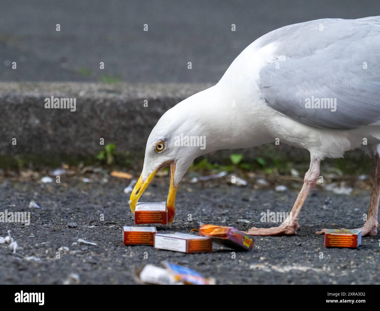 Hering Gull, Larus argentatus inspiziert die entsorgte Kiste Stinkbomben auf der Straße in Scarborough, Yorkshire, Großbritannien. Stockfoto