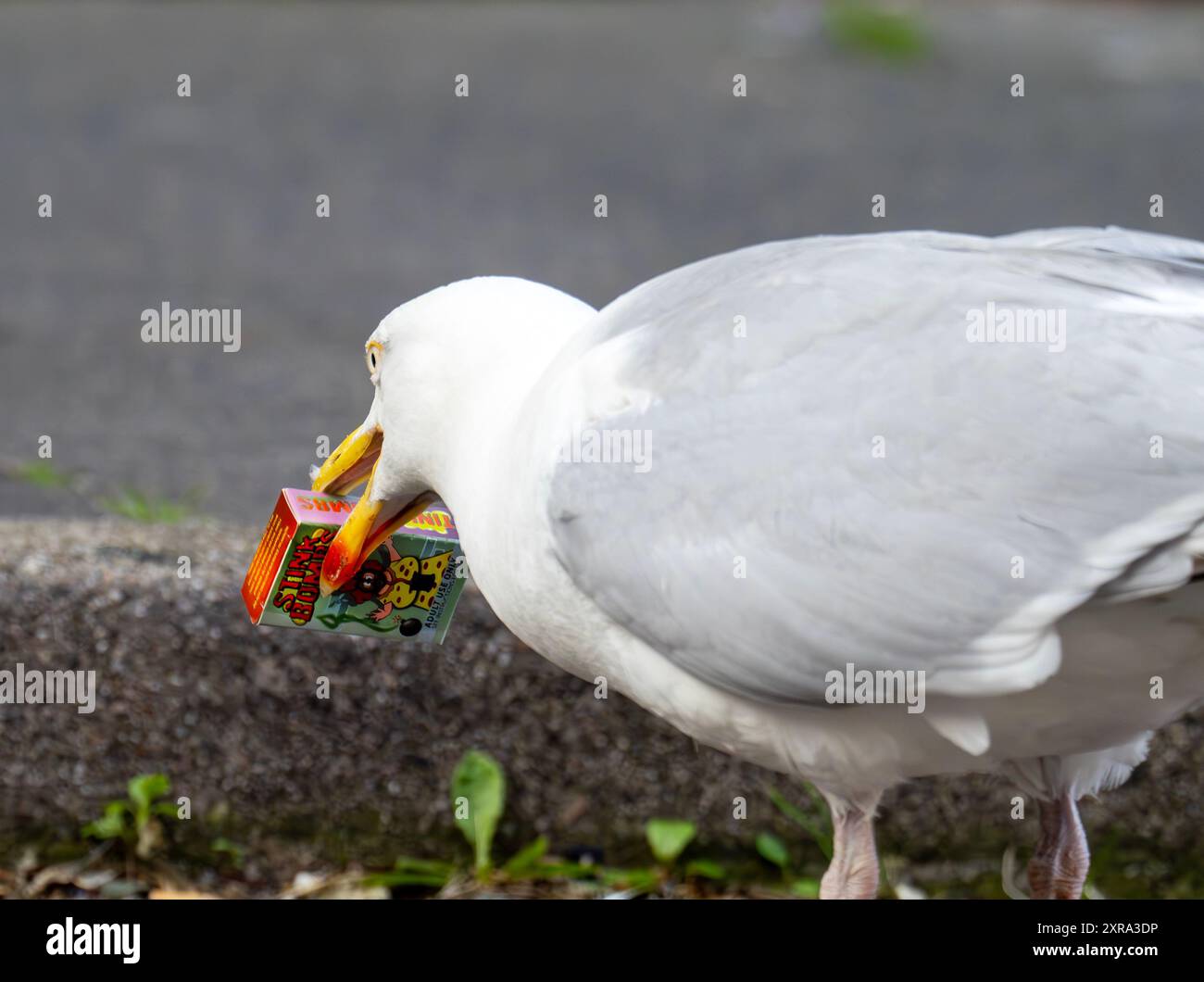 Hering Gull, Larus argentatus inspiziert die entsorgte Kiste Stinkbomben auf der Straße in Scarborough, Yorkshire, Großbritannien. Stockfoto