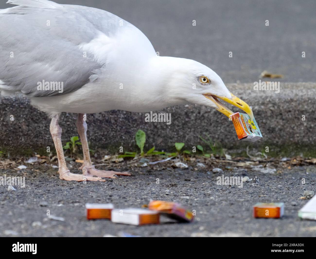 Hering Gull, Larus argentatus inspiziert die entsorgte Kiste Stinkbomben auf der Straße in Scarborough, Yorkshire, Großbritannien. Stockfoto