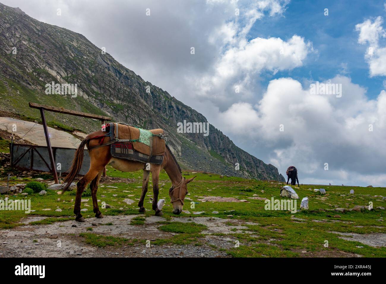 Bergpferde und Maultiere, die im höheren Himalaya von Himachal Pradesh, Indien, weiden. Diese Tiere sind für den Transport von Vorräten in entfernte Gebiete von wesentlicher Bedeutung Stockfoto